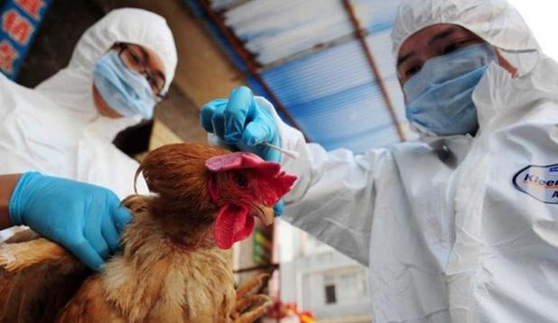 日本研究發現：H7N9病毒或可飛沫傳播