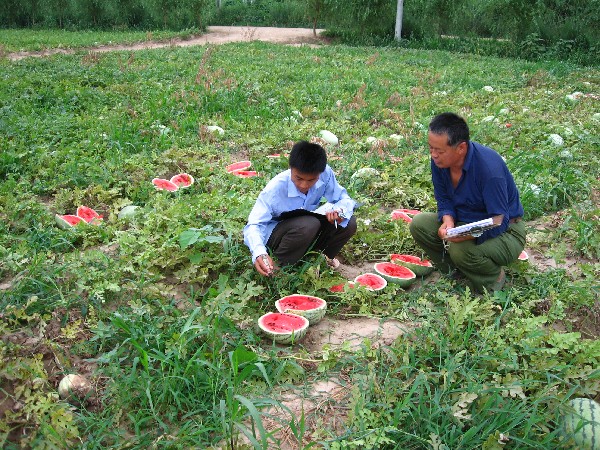 蒲元寶帶領(lǐng)徒弟在做“考種”工作（測量西瓜直徑、含糖量、大小等數(shù)據(jù)）_副本.jpg